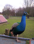De pauw is er ook nog steeds